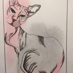 portrait le chat Sphynx- Patrice Vannicatte
